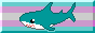 a teal and white shark in front of the transgender flag
